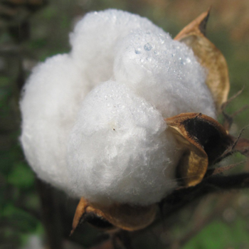 Anaheim cotton, one of the 3 ingredients in a high-quality latex mattress
