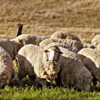 Anaheim wool, one of the 3 ingredients in a high-quality latex mattress